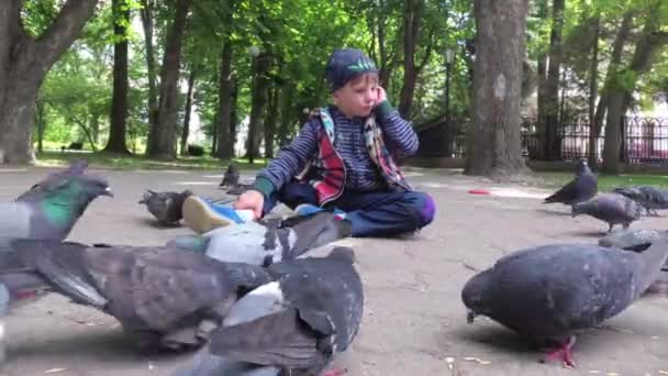 Niño Alimenta Palomas Ciudad Parque Acera — Vídeo de stock