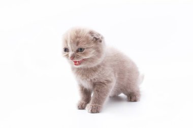 Beyaz arka planda güzel komik kedicikler.