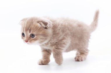 Beyaz arka planda güzel komik kedicikler.