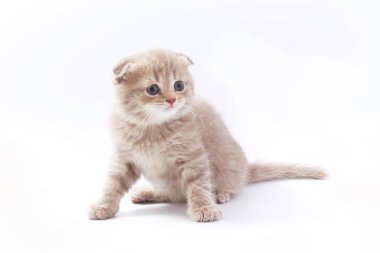 Beyaz arka planda güzel komik kedicikler.