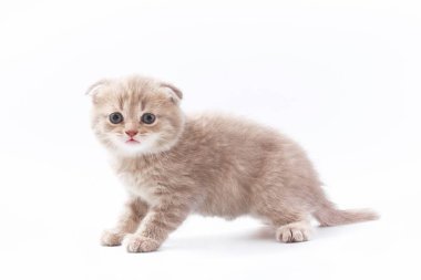 Beyaz arka planda güzel komik kedicikler.