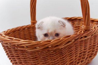 Beyaz arka planda güzel komik kedicikler.