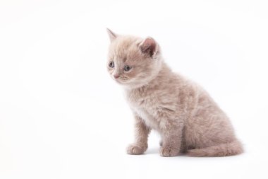 Beyaz arka planda güzel komik kedicikler.