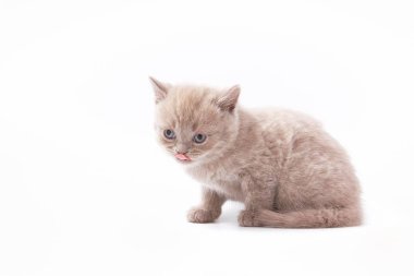 Beyaz arka planda güzel komik kedicikler.