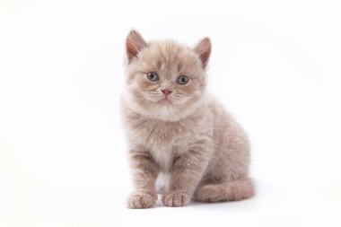 Beyaz arka planda güzel komik kedicikler.