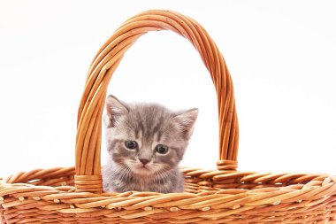 Beyaz arka planda güzel komik kedicikler.