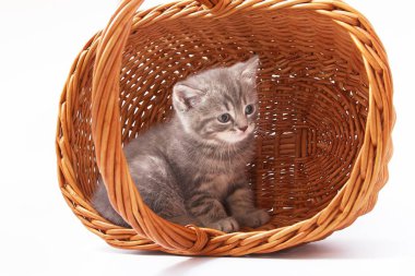 Beyaz arka planda güzel komik kedicikler.