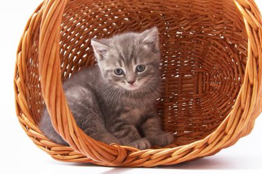 Beyaz arka planda güzel komik kedicikler.