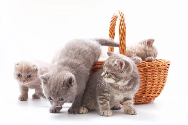 Pequeños Gatitos Divertidos Sobre Fondo Blanco — Foto de Stock