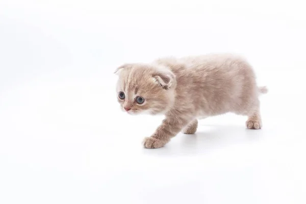 Маленькі Красиві Смішні Кошенята Білому Тлі — стокове фото
