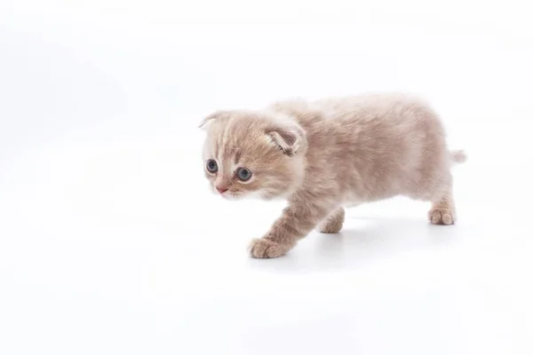 Kleine Schöne Lustige Kätzchen Auf Weißem Hintergrund — Stockfoto