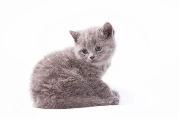 Маленькие Красивые Забавные Котята Белом Фоне — стоковое фото