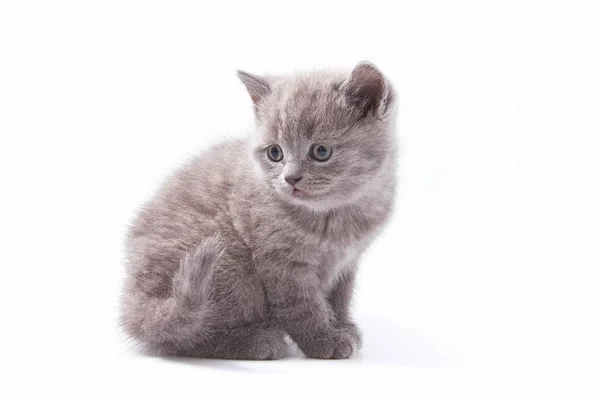 Little Beautiful Funny Kittens White Background — Stock Photo, Image