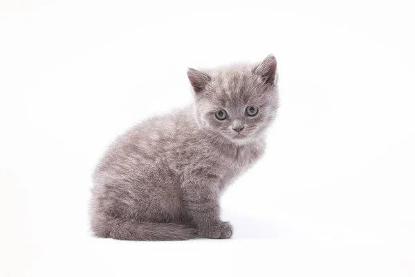 Little Beautiful Funny Kittens White Background — Stock Photo, Image