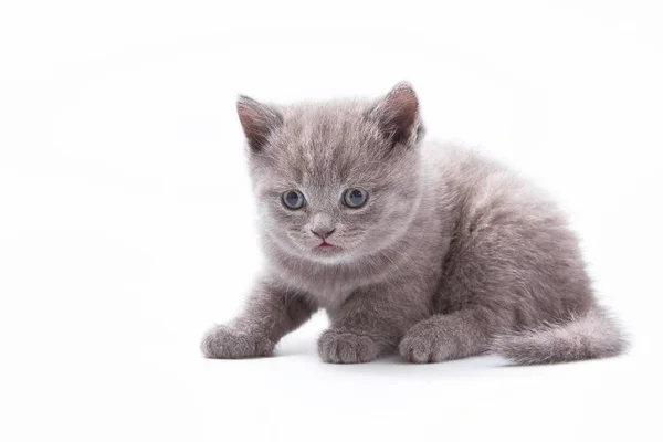 白い背景に小さな美しい面白い子猫は — ストック写真