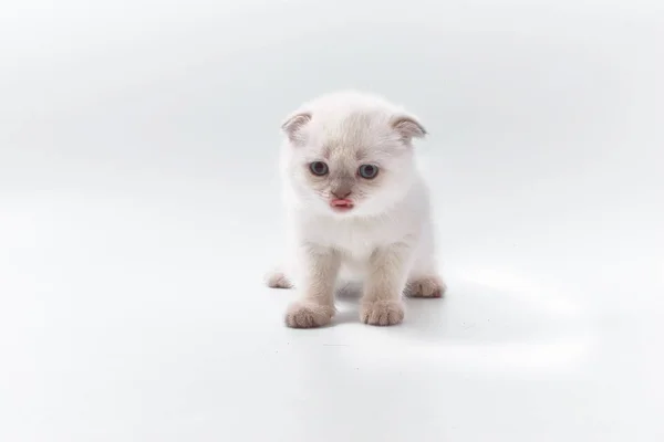 Kleine Schöne Lustige Kätzchen Auf Weißem Hintergrund — Stockfoto