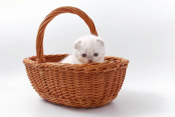 白色背景上的漂亮滑稽小猫咪 — 图库照片