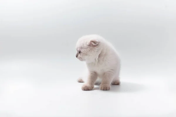 กแมวท สวยงามตลกเล บนพ นหล ขาว — ภาพถ่ายสต็อก