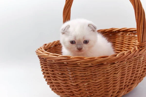 白色背景上的漂亮滑稽小猫咪 — 图库照片