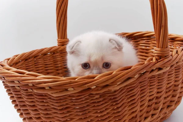 Beyaz arka planda güzel komik kedicikler.