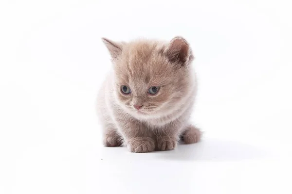 Pequeños Gatitos Divertidos Sobre Fondo Blanco — Foto de Stock