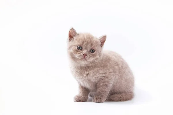 Piccoli Bellissimi Gattini Divertenti Sfondo Bianco — Foto Stock