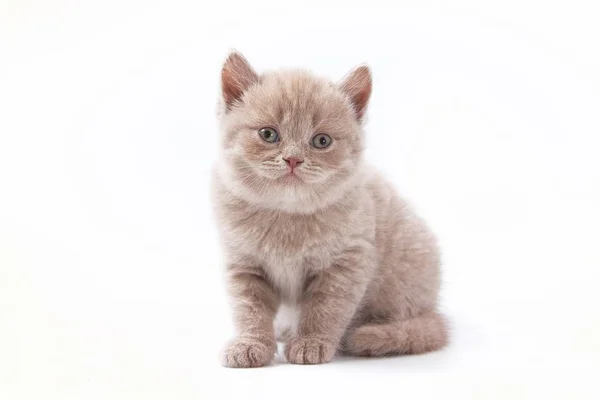 Beyaz Arka Planda Güzel Komik Kedicikler — Stok fotoğraf
