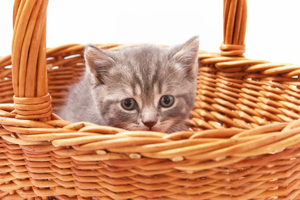 Beyaz arka planda güzel komik kedicikler.