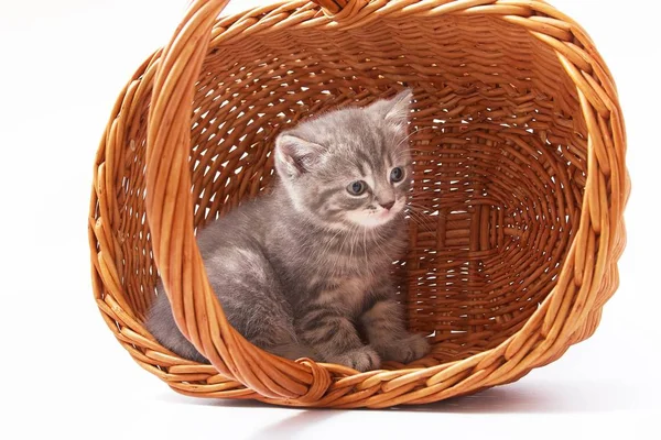 Beyaz arka planda güzel komik kedicikler.