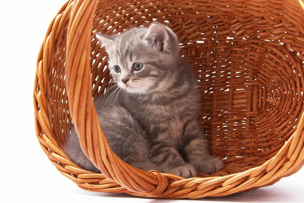 Beyaz arka planda güzel komik kedicikler.