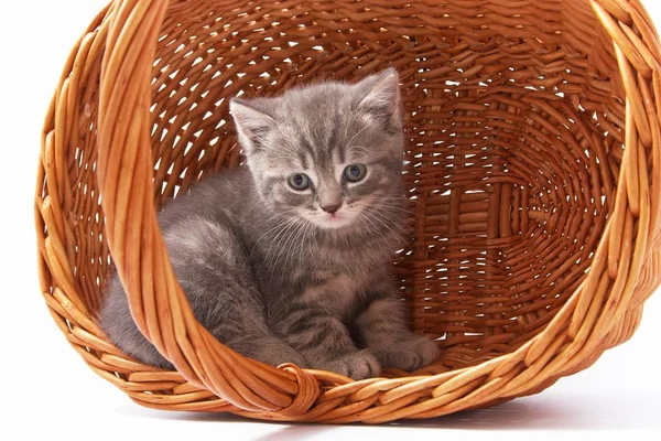 Beyaz arka planda güzel komik kedicikler.