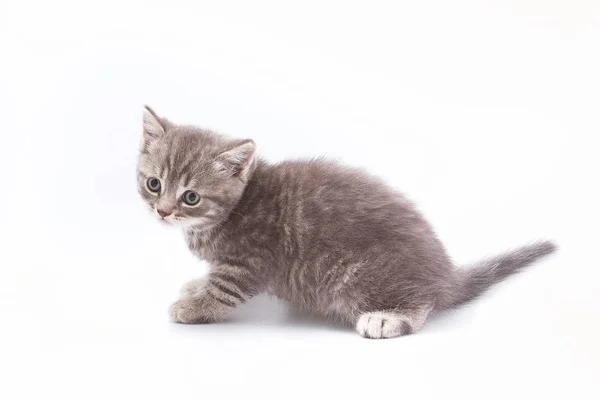 Little Beautiful Funny Kittens White Background — Stock Photo, Image