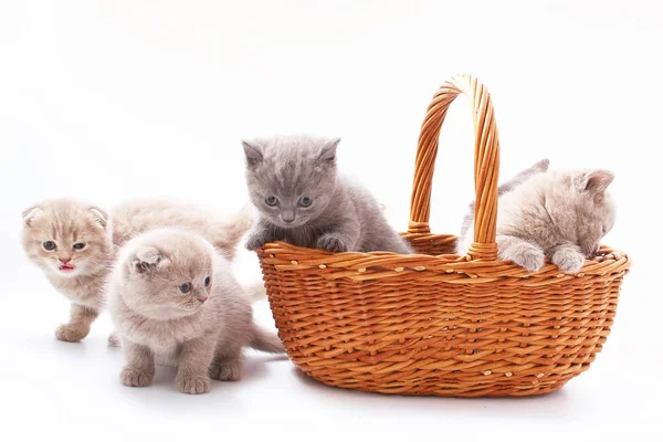 Kleine Schöne Lustige Kätzchen Auf Weißem Hintergrund — Stockfoto