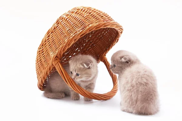 Little Beautiful Funny Kittens White Background — Stock Photo, Image