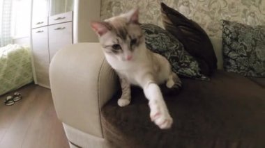 kedi fotoğraf makinesi ile oynuyor.