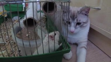 Bir kedi bir fare bir kafes ile oynuyor.