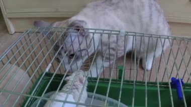 Bir kedi bir fare bir kafes ile oynuyor.