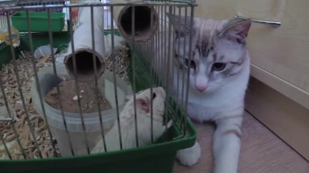 Γάτα παίζει με το ποντίκι σε ένα κλουβί. — Αρχείο Βίντεο