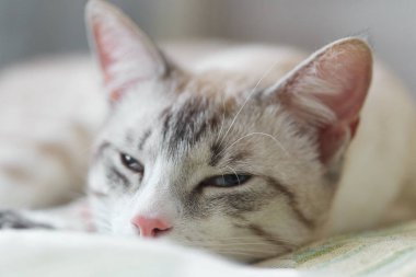 Uyuyan bir kedi büyük bir portresi