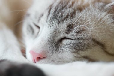 Uyuyan bir kedi büyük bir portresi