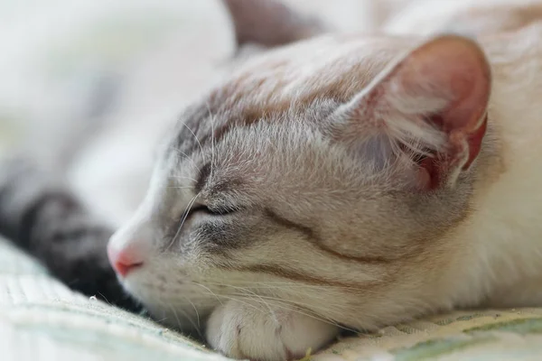 Large Portrait Sleeping Cat — Stock Photo, Image