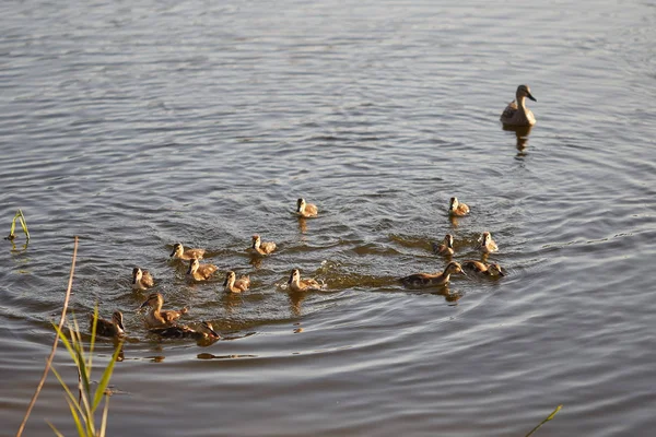 Entchen Von Wildenten Füttern Teich — Stockfoto