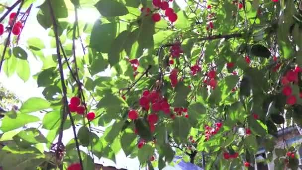 Красная вишня на дереве перед солнцем . — стоковое видео