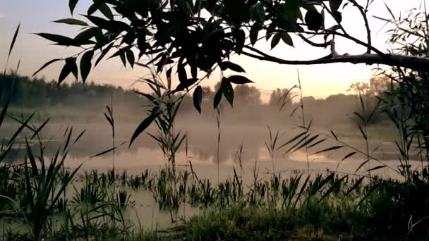 Gomel, Weißrussland. der Nebel breitet sich im Morgengrauen über dem Wasser aus. — Stockvideo