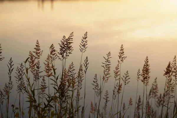 high grass through the sun on the lake at dawn