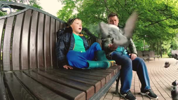 Gomel Belarus Dad Son Fed Wild Pigeons Park — Stock Video