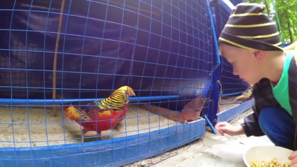 Garçon Nourrit Les Oiseaux Dans Zoo — Video