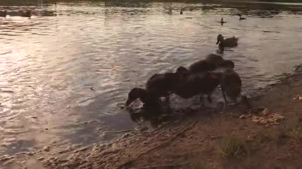 Młode Dzikie Kaczki Paszy Płytkiej Wodzie Wieczorem — Wideo stockowe