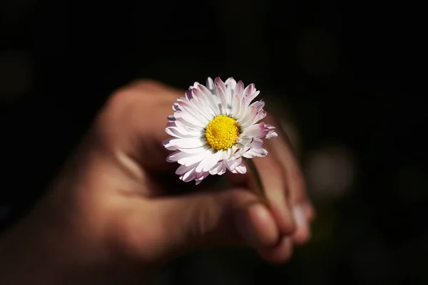 Beautiful Flower Hand Dark Background — Stock Photo, Image