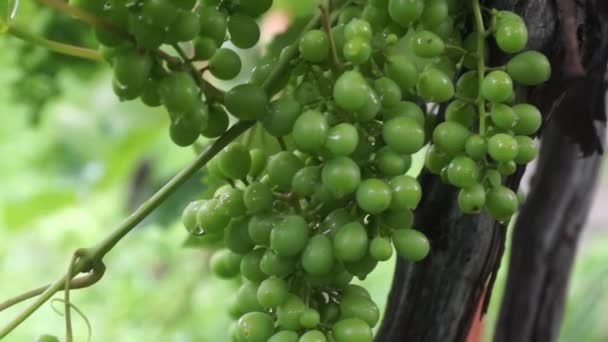 雨后未成熟的绿葡萄群 — 图库视频影像